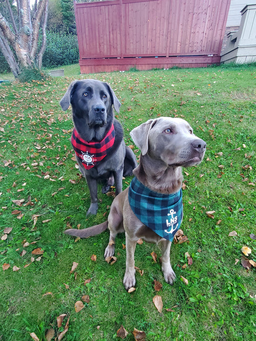 Dog Bandanas